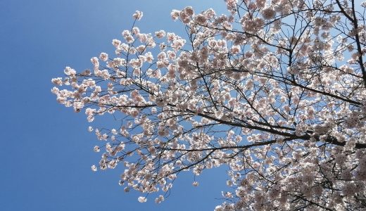 神社の桜🌸
